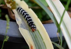 fermer de une chenille sur une plante photo