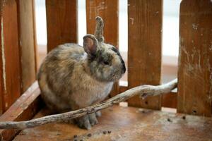 petit duveteux décoratif lapin dans une cage à le zoo. photo