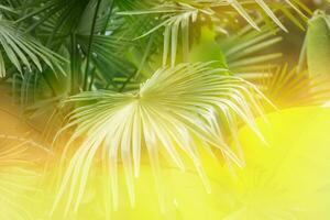 tropical paume feuille dans le Soleil. floral exotique Contexte. photo