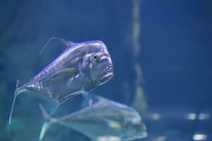 grand tropical poisson sur une bleu Contexte photo