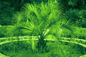 tropical paume des arbres dans vert tonifiant. exotique floral Contexte. photo