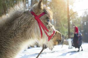 le museau de une poney cheval fermer sur une flou Contexte de une hiver forêt. photo