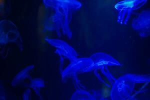 méduse sur une noir Contexte. méduse Souligné dans bleu lumière photo