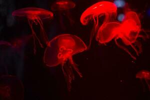 méduse sur une noir Contexte. méduse Souligné par rouge lumière photo