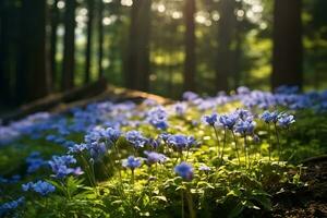 bleu vison fleurs dans une forêt en dessous de le lumière du soleil photo