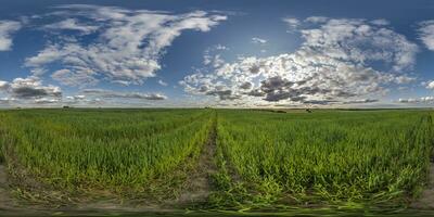 sphérique 360 hdri panorama parmi vert herbe agriculture champ avec des nuages sur bleu soir ciel dans équirectangulaire sans couture projection, utilisation comme ciel remplacement, Jeu développement comme skybox ou vr contenu photo