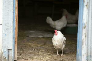 une blanc poulet des promenades autour le cour, profiter vie. photo