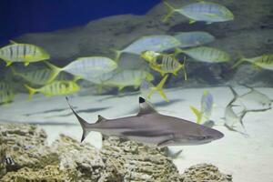 Profond mer requin sur le Contexte de une troupeau de tropical poisson. photo