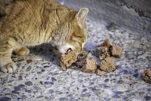 chats errants mangeant dans la rue photo