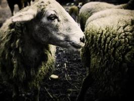 moutons dans ferme photo