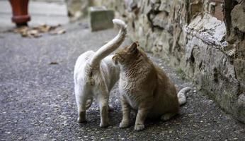 deux chats errants dans une rue de la ville photo