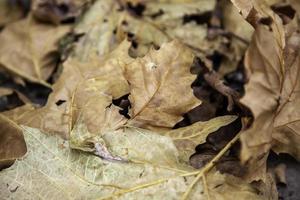feuilles d'automne au sol