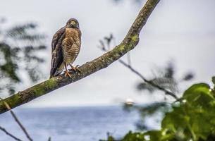 oiseaux brésiliens à l'extérieur photo