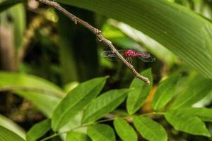 insectes brésiliens à l'extérieur photo