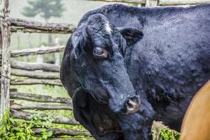 vaches et bœuf brésilien photo
