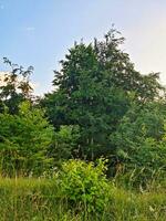 magnifique faible angle vue de Britanique paysage et campagne photo