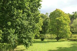 parc arbre dans le matin, été photo