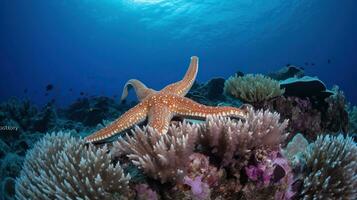 une étoile de mer sur une corail récif dans le océan avec une bleu Contexte et une corail récif dans le premier plan. génératif ai photo