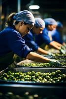 ouvriers tri et la lessive Olives dans usine isolé sur une cool bleu pente Contexte photo