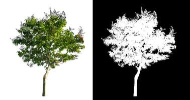 Célibataire arbre sur blanc Contexte avec coupure chemin et alpha canal sur noir Contexte. photo