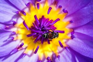 abeille dans le pétale bleu et pollen jaune de nénuphar photo