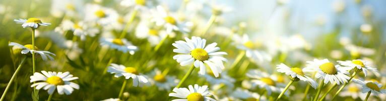 camomille fleur pour une bannière. génératif ai photo