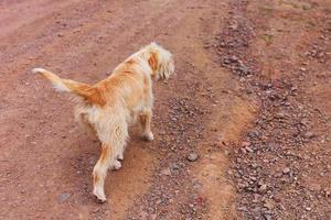 grand chien orange marche le long d'un chemin sablonneux. photo