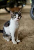 petit noir chaton avec une blanc poitrine est relaxant photo