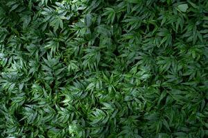 magnifique vert Couleur feuille dans paix forêt tropical printemps la nature arbre modèle Contexte fond d'écran, été biologique environnement dans jungle concept Frais écologie nettoyer fleur herbe buisson botanique photo