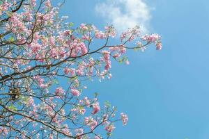 beauté épanouissement fleur Cerise rose Sakura fleur dans le brillant bleu ciel avec nuage dans printemps et été, la nature jolie Frais floral pétale plante avec bleu Contexte sur Extérieur lumière du soleil ensoleillé journée photo