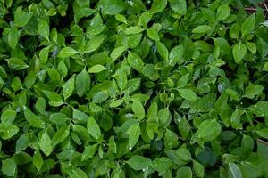 magnifique vert Couleur feuille dans paix forêt tropical printemps la nature arbre modèle Contexte fond d'écran, été biologique environnement dans jungle concept Frais écologie nettoyer fleur herbe buisson botanique photo