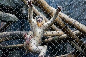 sélectif concentrer de mandrill singe séance dans le sien cage dans le après-midi. génial pour éduquer les enfants à propos sauvage animaux. photo