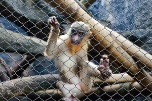sélectif concentrer de mandrill singe séance dans le sien cage dans le après-midi. génial pour éduquer les enfants à propos sauvage animaux. photo