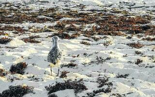 bécassine bécassine bécasseaux oiseau oiseaux mangeant sargazo sur la plage mexique. photo