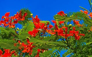 beau flamboyant tropical fleurs rouges flamboyant delonix regia mexico. photo