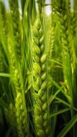 vert orge pointe fermer, vert blé, plein grain, proche en haut de un oreille de vert blé, ai génératif photo