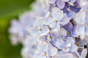 lilas dans le jardin. épanouissement lilas-violet fleurs, sélectif se concentrer. une branche de lilas dans le lumière du soleil. elles ou ils Floraison dans printemps. sélectif se concentrer. photo