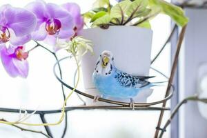 une magnifique bleu perruche est assis sans pour autant une cage sur une maison plante. tropical des oiseaux à maison. photo