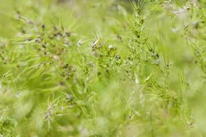 Naturel vert Contexte de croissance herbe avec sélectif se concentrer. vert prairie. Frais vert herbe Contexte. Naturel texture. photo