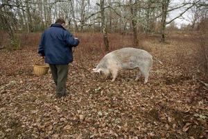 récolte de truffes noires avec l'aide d'un cochon à lalbenque, france photo