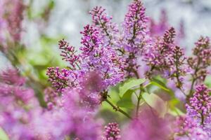 lilas fleurit sur une ensoleillé printemps journée dans peut. le fleurs étaient juste début à floraison. Contexte image avec une espace pour le texte. Naturel floral Contexte. printemps jour, photo