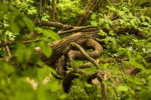 fermer vue de une vert feuille sur une flou vert Contexte dans une jardin avec une copie de le espace, en utilisant comme une Contexte Naturel vert les plantes paysage, écologie, photo