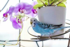 une magnifique bleu perruche est assis sans pour autant une cage sur une maison plante. tropical des oiseaux à maison. photo