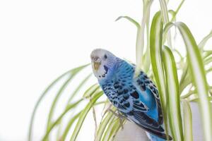 une magnifique bleu perruche est assis sans pour autant une cage sur une maison plante. tropical des oiseaux à maison. photo