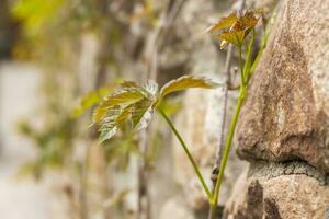 une vigne de sauvage les raisins enveloppé autour le pierre clôture. une Naturel image pour le Contexte. photo