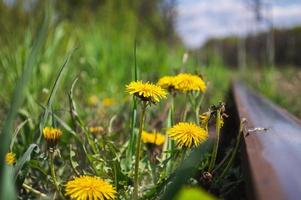 Fleur jaune de pissenlit libre à côté du chemin de fer photo