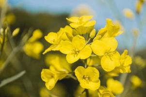 fleurs de colza ou de canola jaunes, cultivées pour l'huile de colza photo