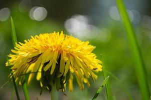 Fleur jaune de pissenlit libre sur champ vert photo