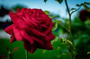 sauvage belle rose rouge gros plan