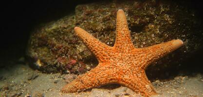 étoile de mer dans le mer étoile de mer sur le le sable sous-marin photo